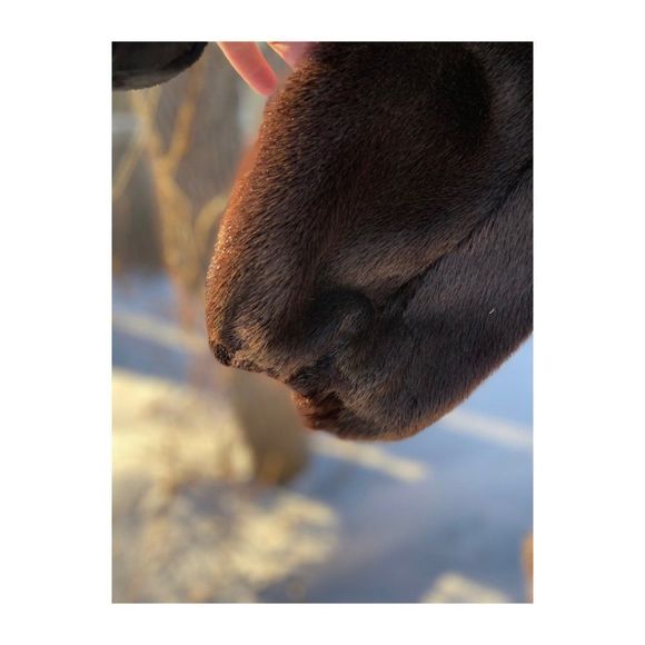 Vintage 50s Sheared Beaver Long Fur Coat Brown Balloon Sleeves Fuchsia Satin - Picture 4 of 16